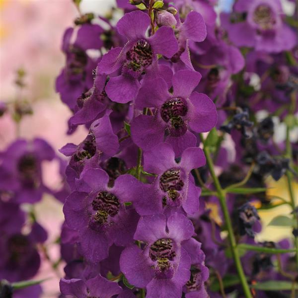 Archangel™ Dark Purple Bloom