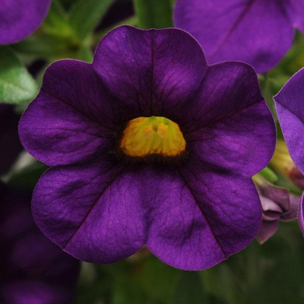 Cabaret<sup>®</sup> Purple Bloom