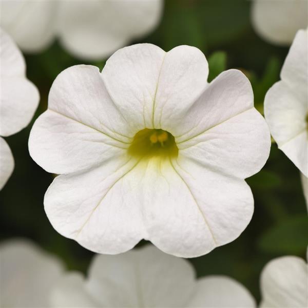 Cabaret<sup>®</sup> Bright White Bloom