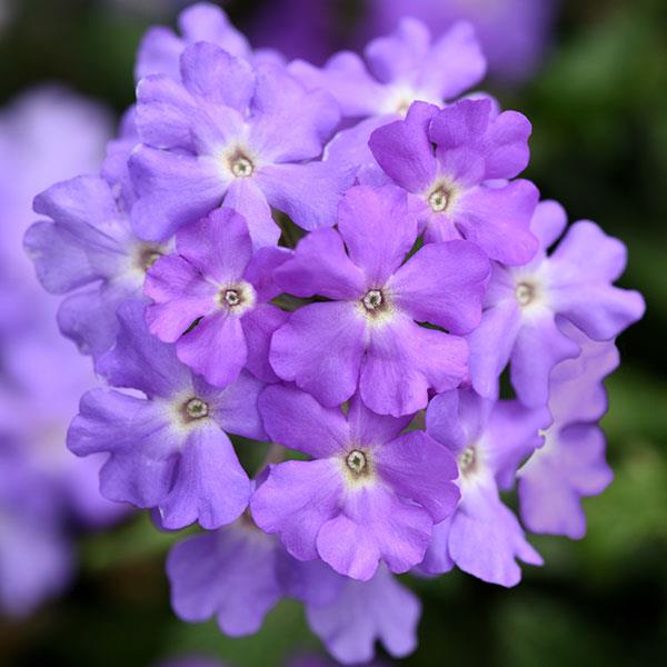 Firehouse™ Lavender Bloom