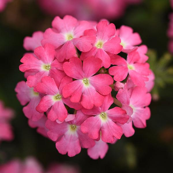Firehouse™ Pink Bloom