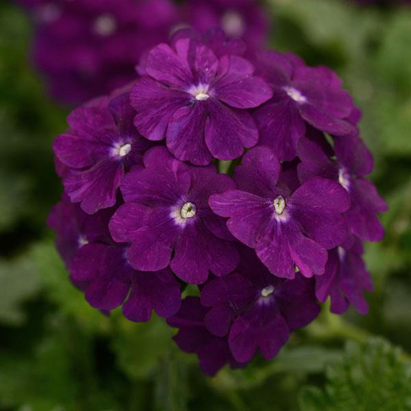 Firehouse™ Purple Bloom