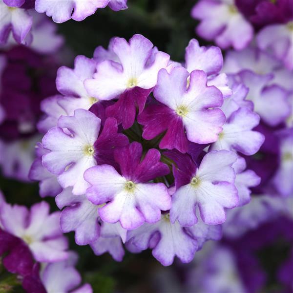 Firehouse™ Purple Fizz Bloom