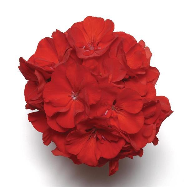 Fantasia<sup>®</sup> Cardinal Red Bloom