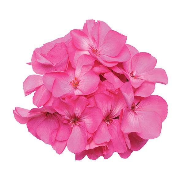 Fantasia<sup>®</sup> Shocking Pink Bloom