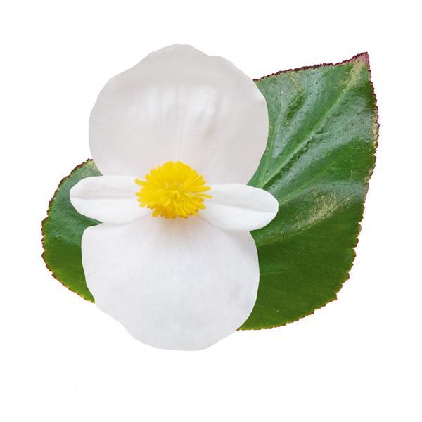 Whopper<sup>®</sup> White With Green Leaf Bloom
