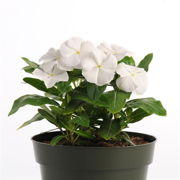 Pacifica XP White Container