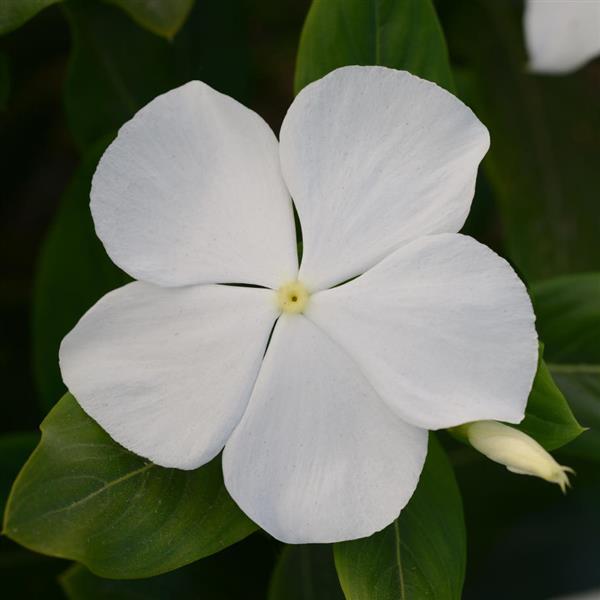 Valiant™ Pure White Bloom