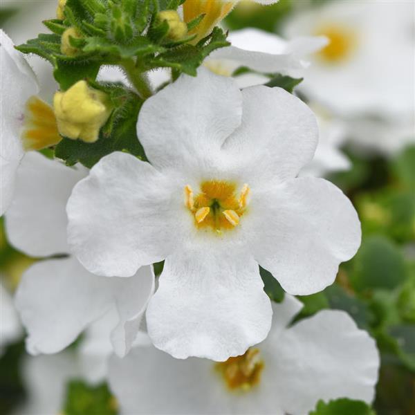 Versa™ White Improved Bloom