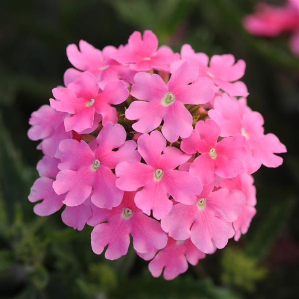 Quartz XP Pink Bloom