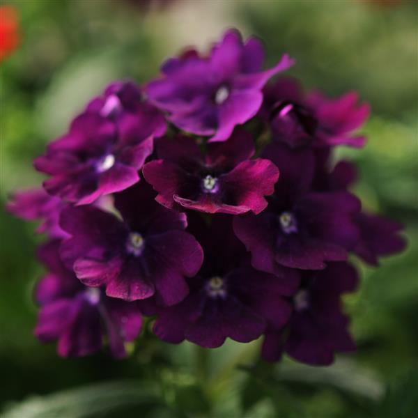 Quartz XP Purple Bloom