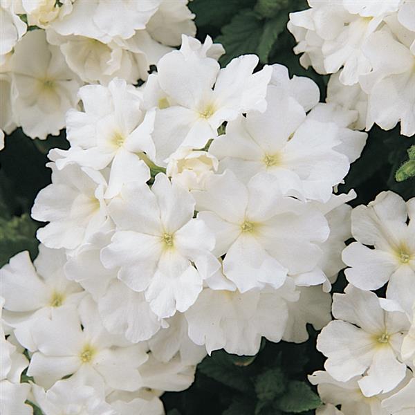 Quartz XP White Bloom