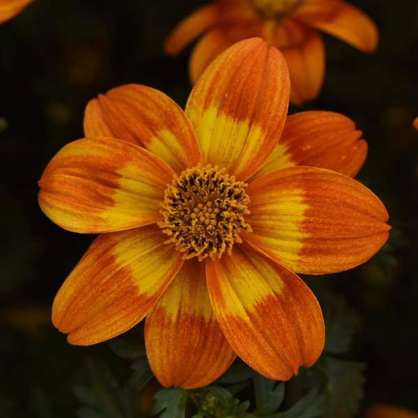 Bee Happy™ Orange Bloom