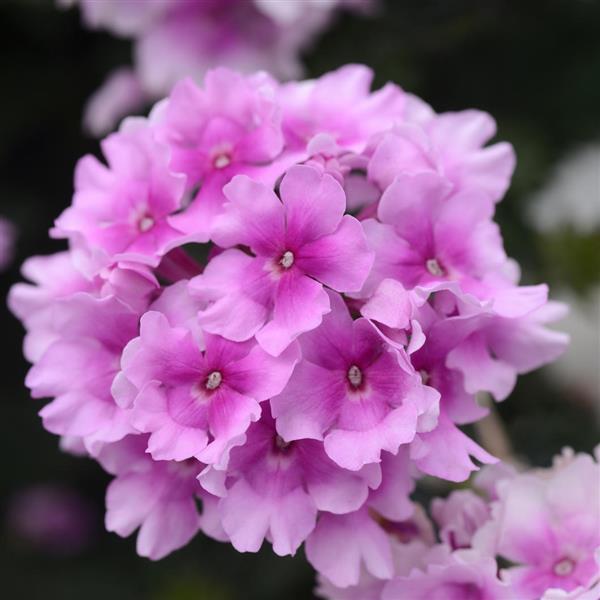 EnduraScape™ Pink Bicolor Bloom