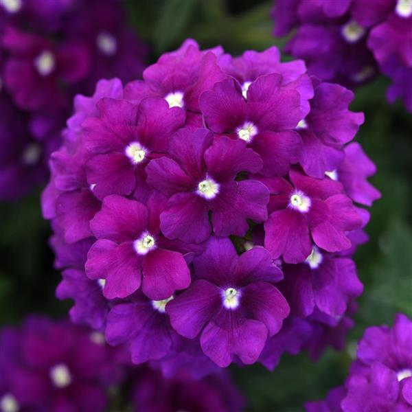 EnduraScape™ Purple Bloom