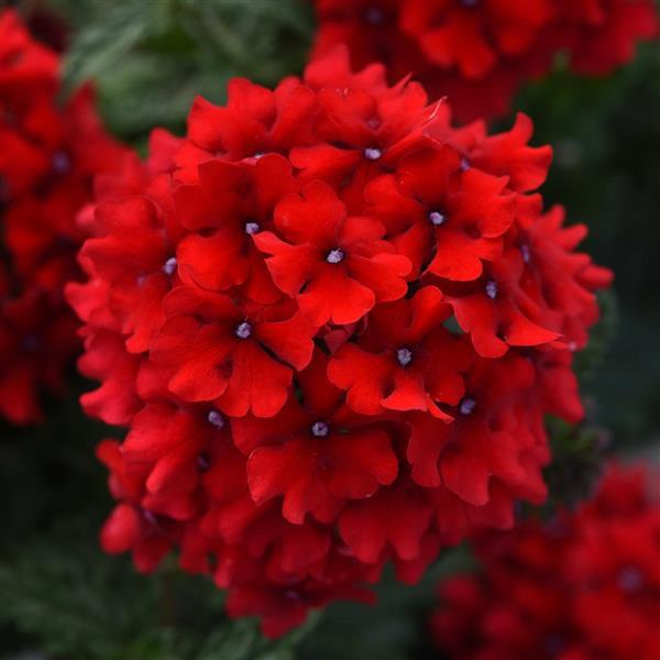EnduraScape™ Red Bloom