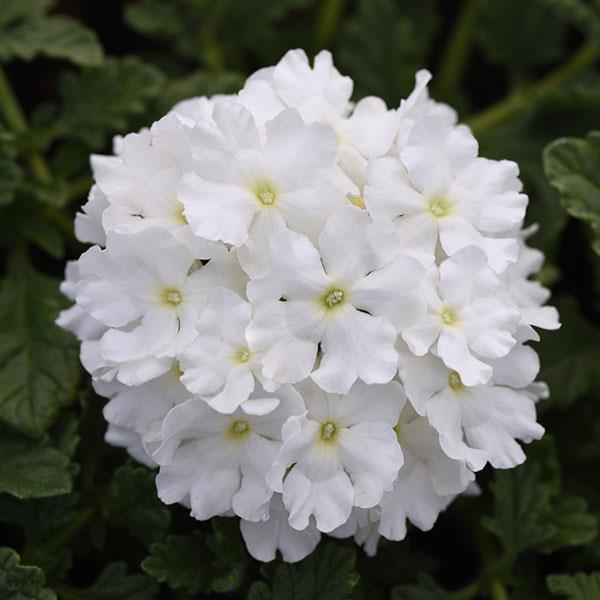 EnduraScape™ White Bloom