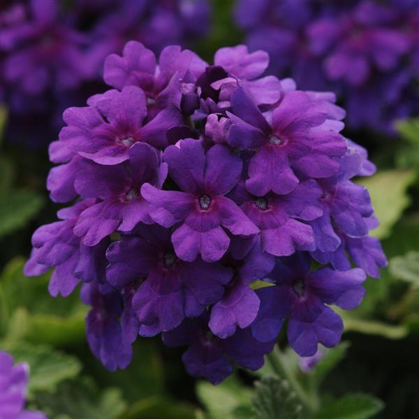 EnduraScape™ Dark Purple Bloom