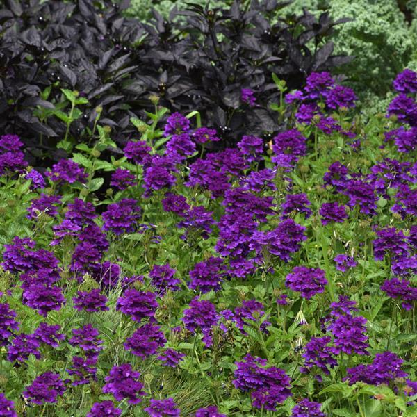 EnduraScape™ Dark Purple Landscape