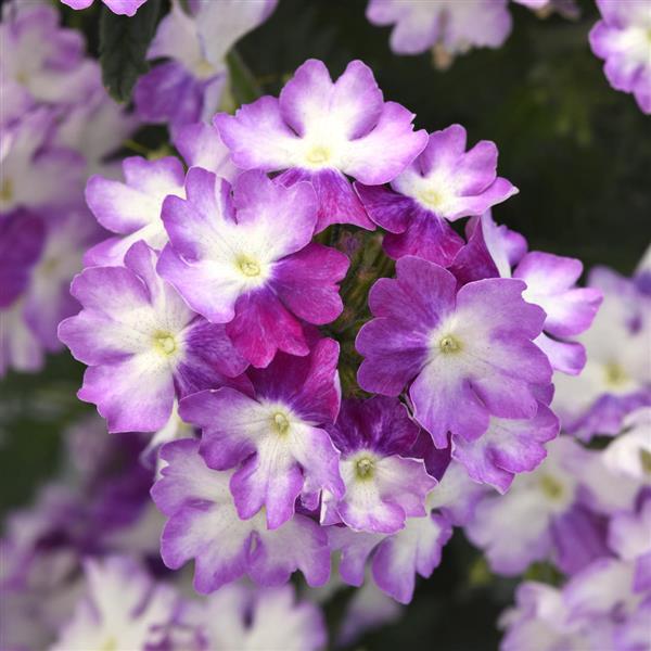 EnduraScape™ Purple Fizz Bloom