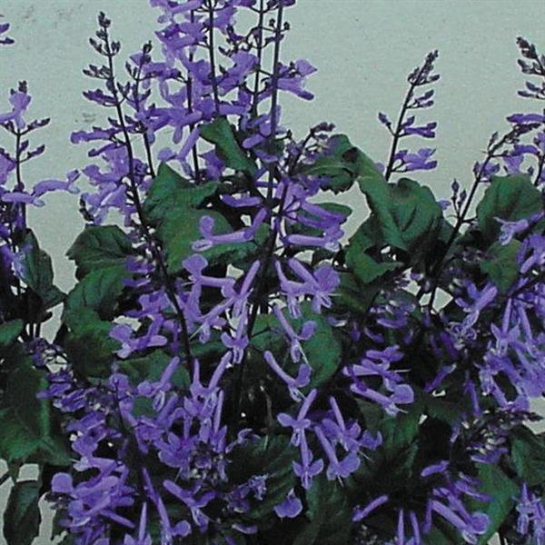 Plectranthus Mona Lavender Bloom