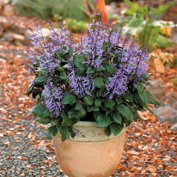 Plectranthus Mona Lavender Container