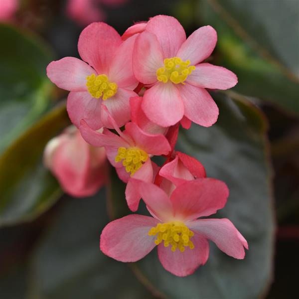 Dragon Wing<sup>®</sup> Pink Bronze Leaf Bloom