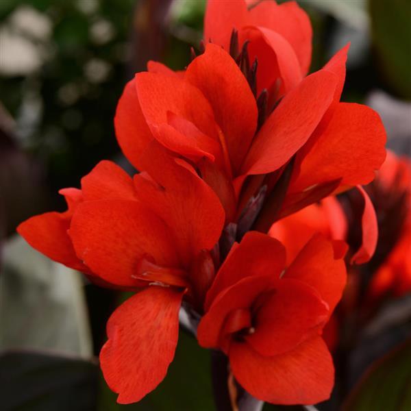 Cannova<sup>®</sup> Bronze Scarlet Bloom