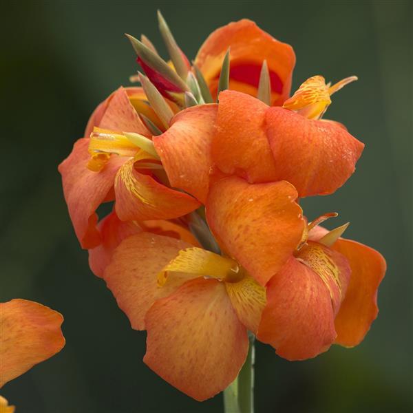 Cannova<sup>®</sup> Orange Shades Bloom