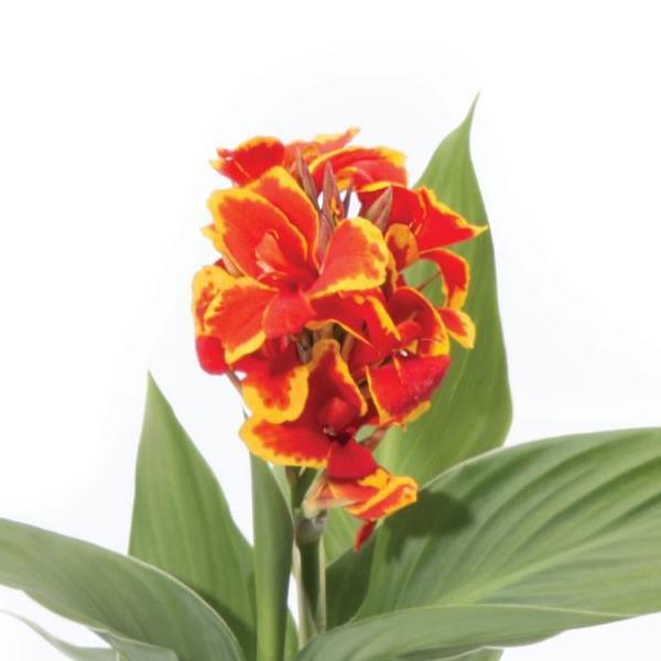 Cannova<sup>®</sup> Red Golden Flame Bloom