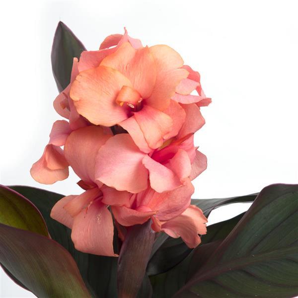 Cannova<sup>®</sup> Casa Bronze Peach Bloom