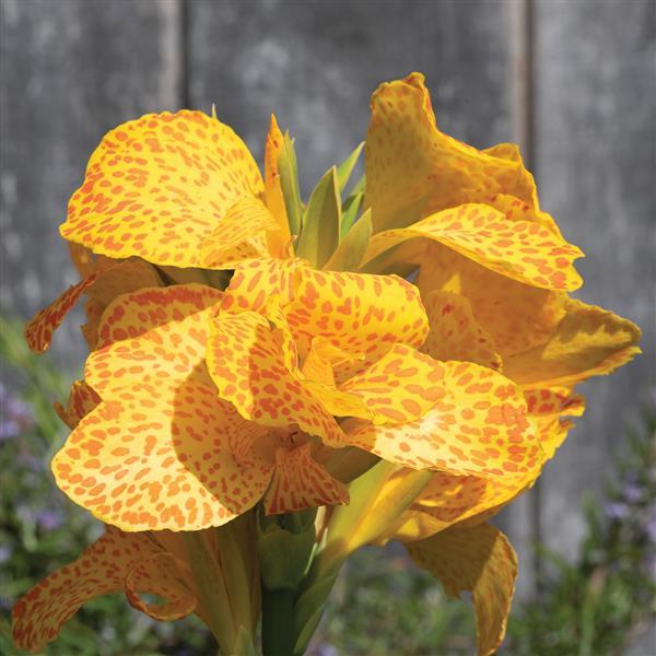 Cannova<sup>®</sup> Gold Leopard Bloom