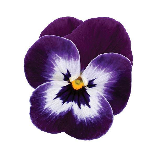 Sorbet<sup>®</sup> XP Purple Face Bloom