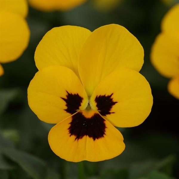Sorbet<sup>®</sup> XP Yellow Blotch Bloom
