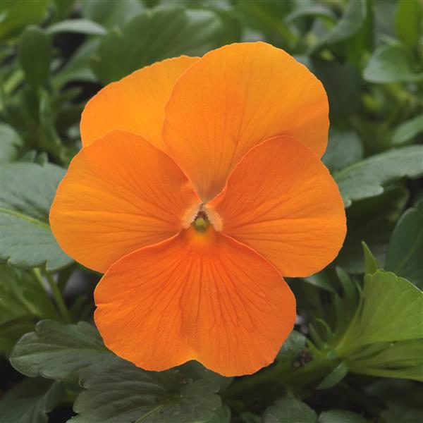 Sorbet<sup>®</sup> XP Deep Orange Bloom