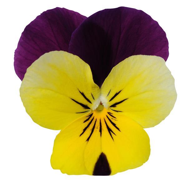 Sorbet<sup>®</sup> XP Yellow Jump Up Bloom