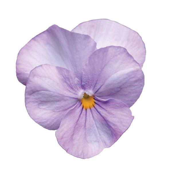 Sorbet<sup>®</sup> Lavender Pink Bloom