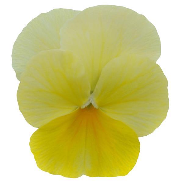 Sorbet<sup>®</sup> Lemon Chiffon Bloom