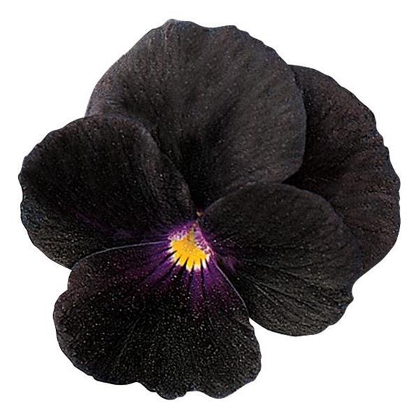 Sorbet<sup>®</sup> Black Delight Bloom