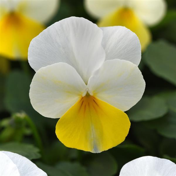 Sorbet<sup>®</sup> Yellow Beacon Bloom