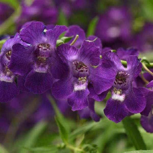 AngelMist<sup>®</sup> Spreading Dark Purple Bloom