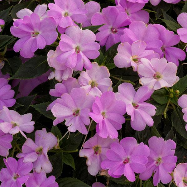 SunPatiens<sup>®</sup> Vigorous Orchid Bloom