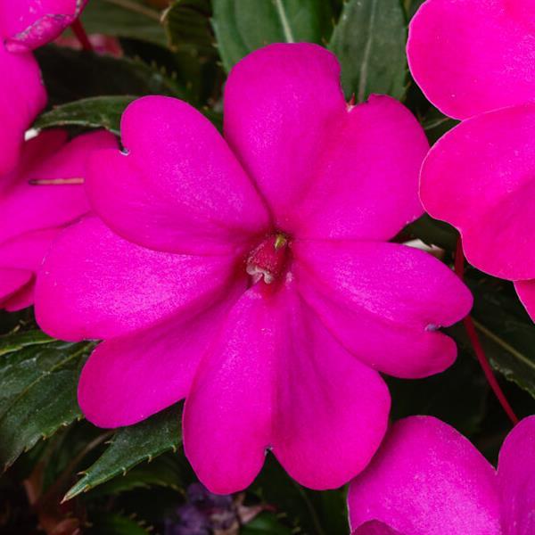 SunPatiens<sup>®</sup> Vigorous Purple Bloom