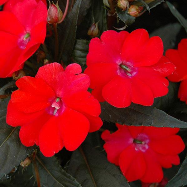SunPatiens<sup>®</sup> Vigorous Red Bloom