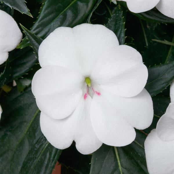 SunPatiens<sup>®</sup> Vigorous White Bloom