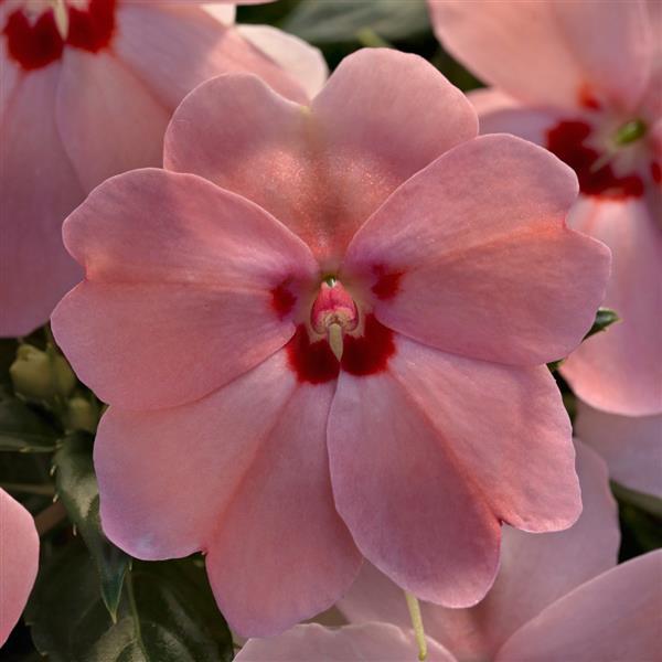 SunPatiens<sup>®</sup> Vigorous Pink Kiss Bloom