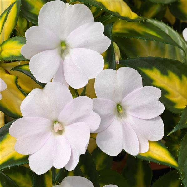 SunPatiens<sup>®</sup> Vigorous Tropical White V/L Bloom