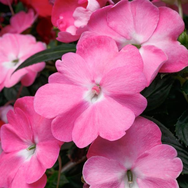 SunPatiens<sup>®</sup> Vigorous Pretty Pink Bloom