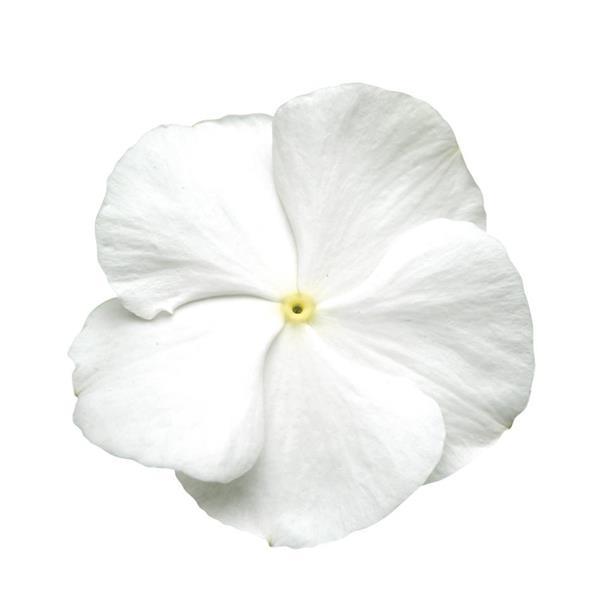 Titan™ Pure White Bloom