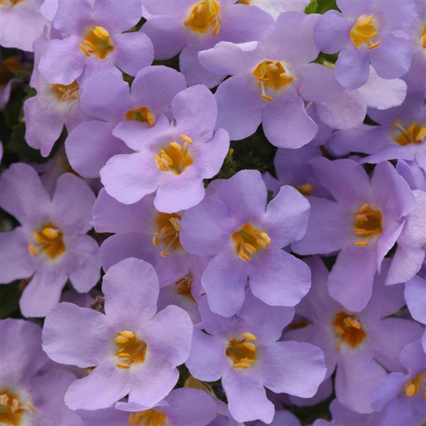 MegaCopa™ Lavender Bloom